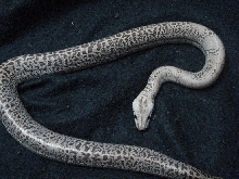 Granite Burmese