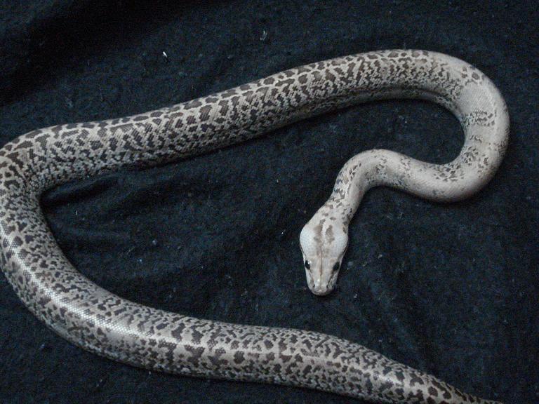 Granite Burmese
