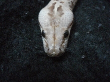 Granite Burmese