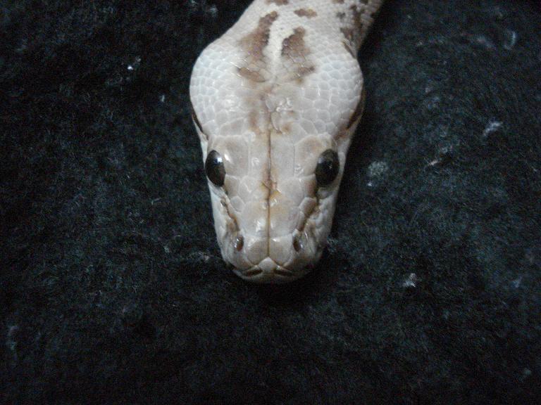 Granite Burmese
