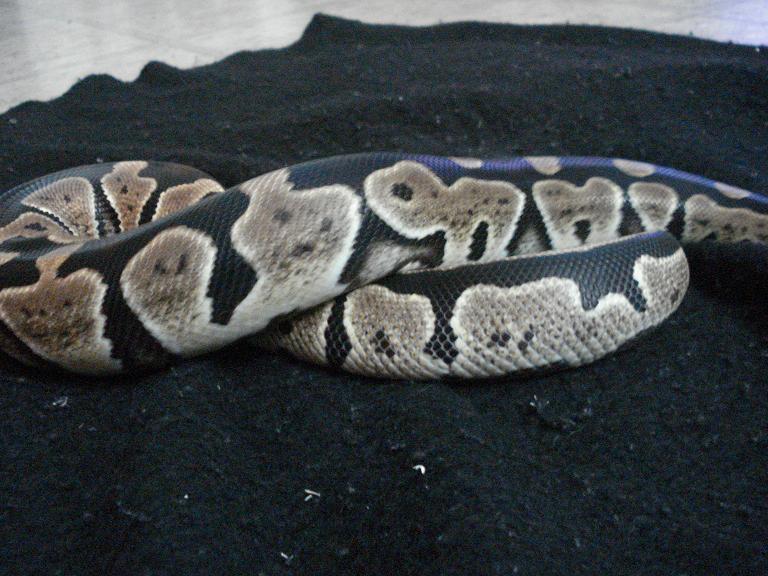 1.0 Granite