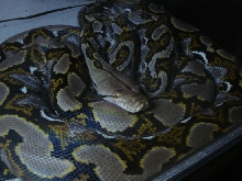 0.1 Het Amel