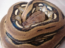 1.0  Tiger Het Amel