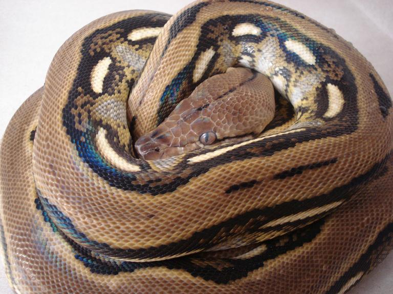 1.0  Tiger Het Amel