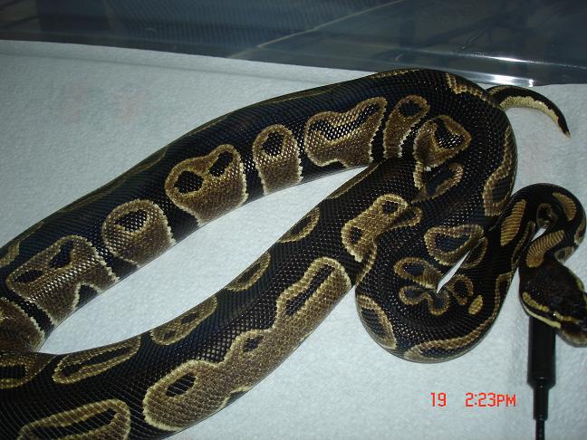 blackback
