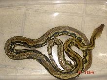 1.0  Tiger Het Amel