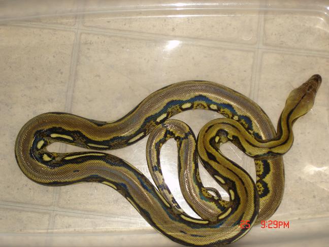 1.0  Tiger Het Amel