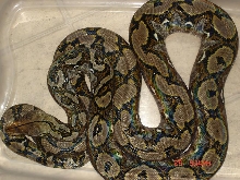 0.1 Het Amel
