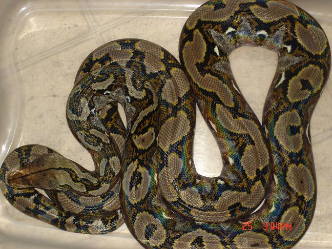 0.1 Het Amel