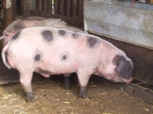 Gloucester old spot pig