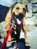 Patterdale terrier Shap