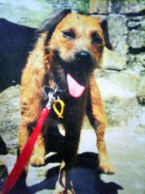 Patterdale terrier Shap