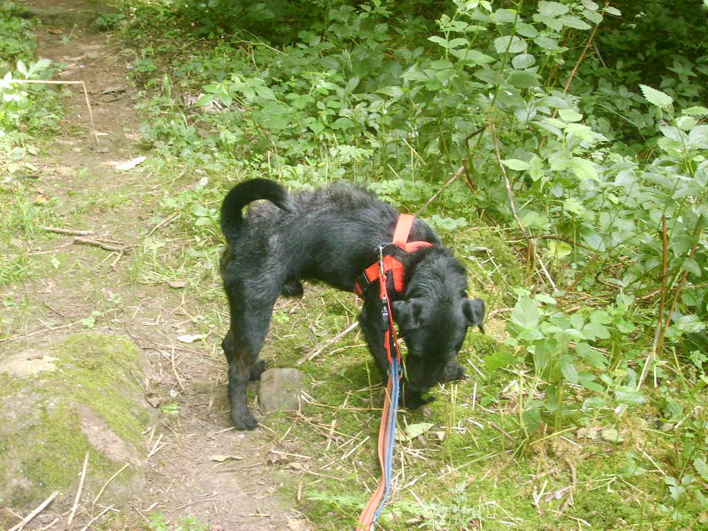 Buster Patterdale
