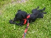 Buster relaxing