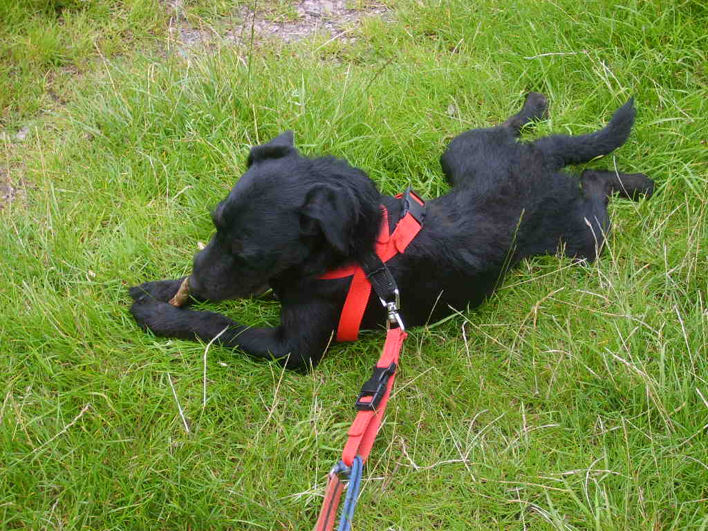 Buster relaxing