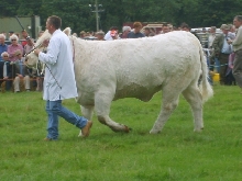 Bull at Bala Show