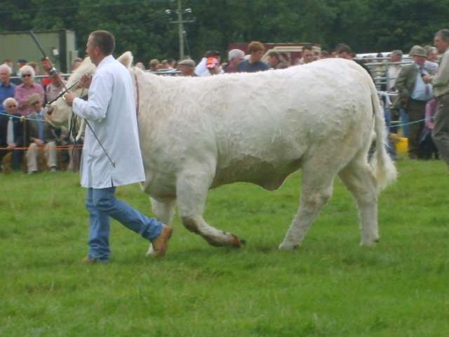 Bull at Bala Show