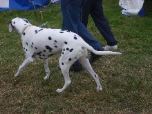 Dalmation at Bala Show, August 2006