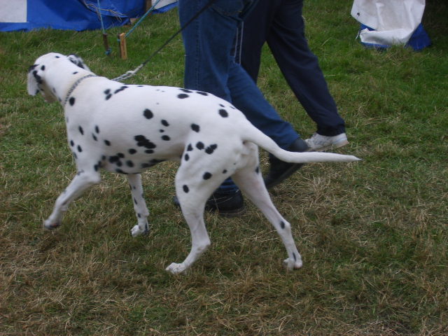 Dalmation at Bala Show, August 2006