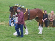Horse at Bala Show
