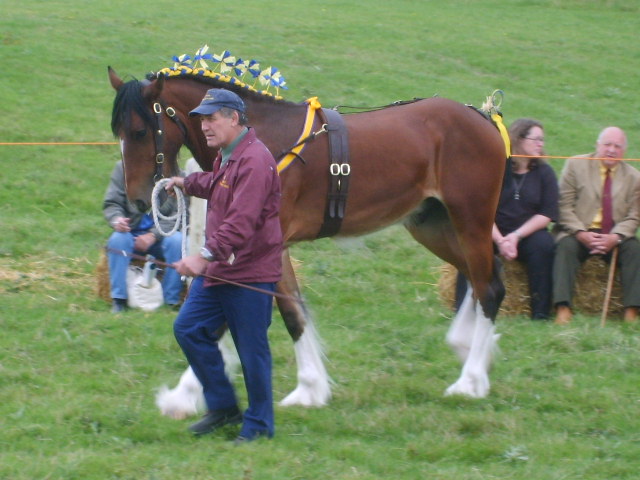 Horse at Bala Show