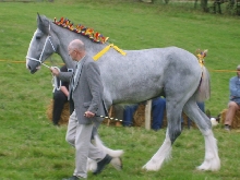 Horse at Bala Show