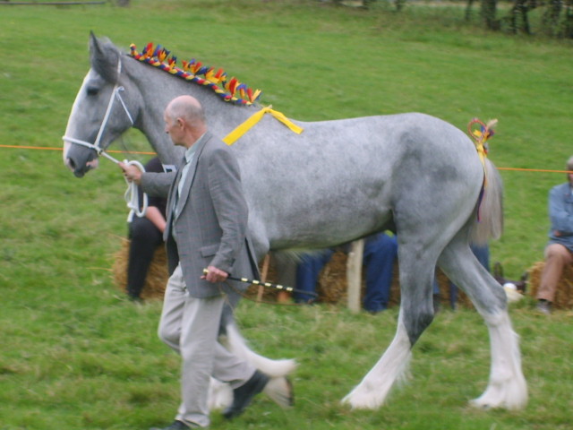 Horse at Bala Show