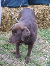 Black Labrador at Bala Show