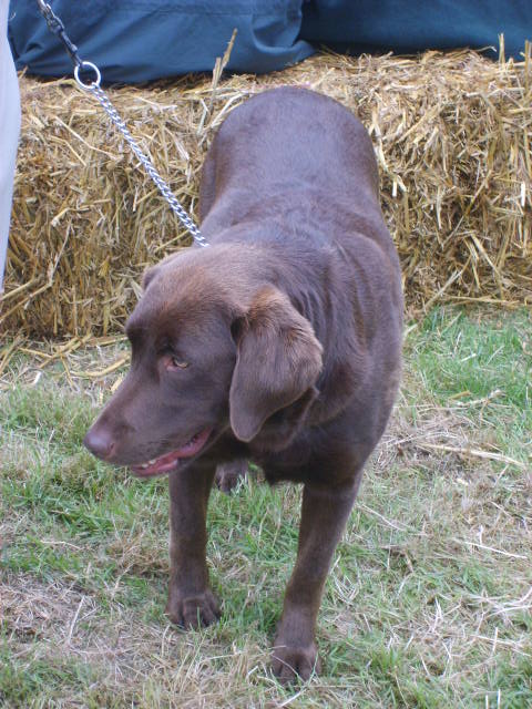 Black Labrador at Bala Show