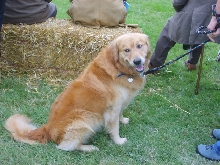 Golden retriever at Bala Show
