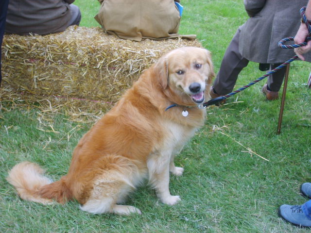 Golden retriever at Bala Show