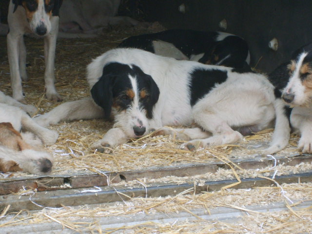 Dog resting in shade at Bala