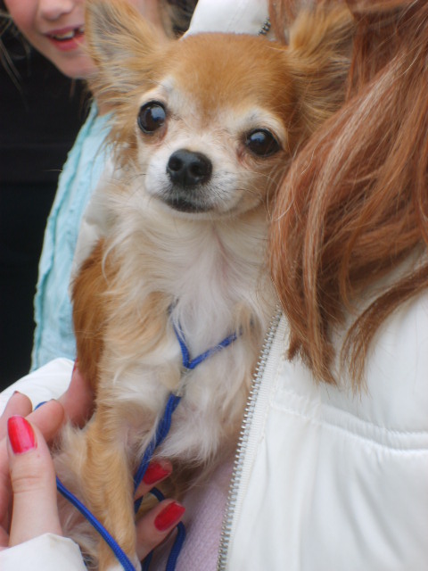 Dog in arms at Bala