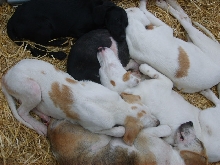 Pups at Bala Show