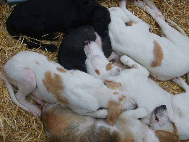 Pups at Bala Show