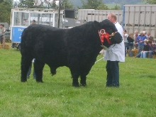 Bull at Bala Show