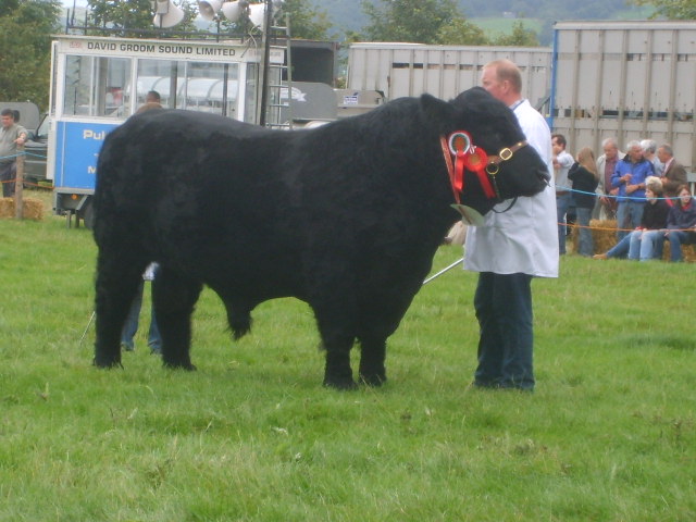 Bull at Bala Show