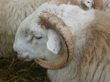 Sheep at Bala Show