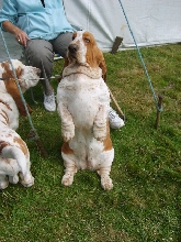 Bassett hound