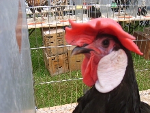 Chicken at Bala Show