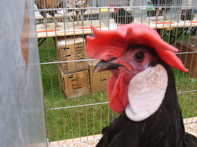 Chicken at Bala Show