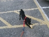 Buster with fluffy toy