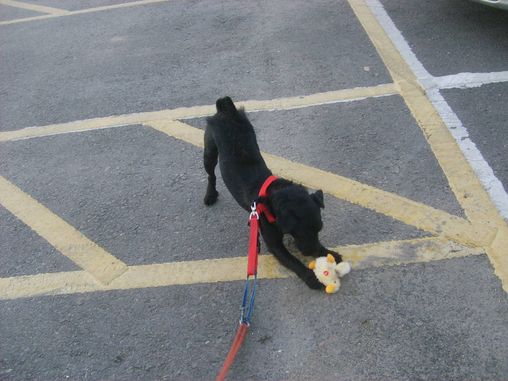 Buster with fluffy toy