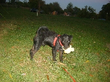Buster patterdale by night