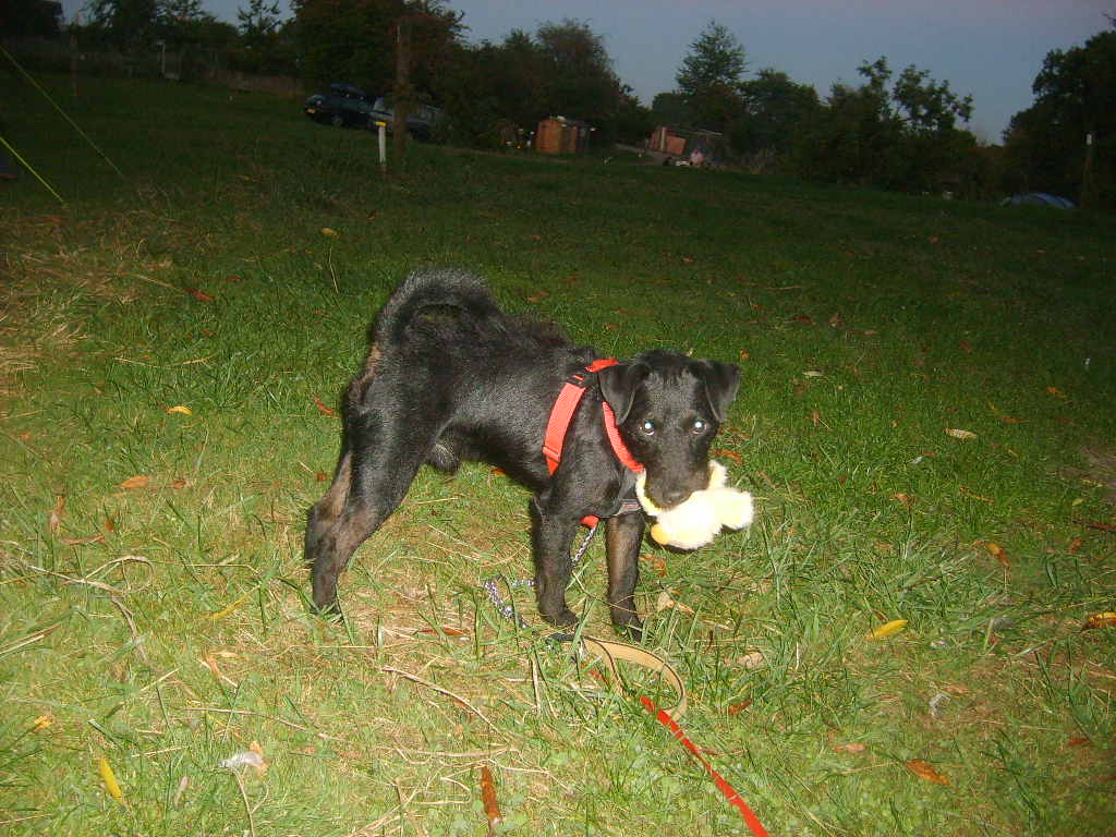 Buster patterdale by night