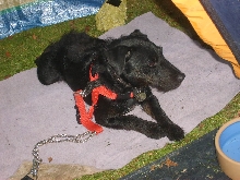 Buster resting at camp
