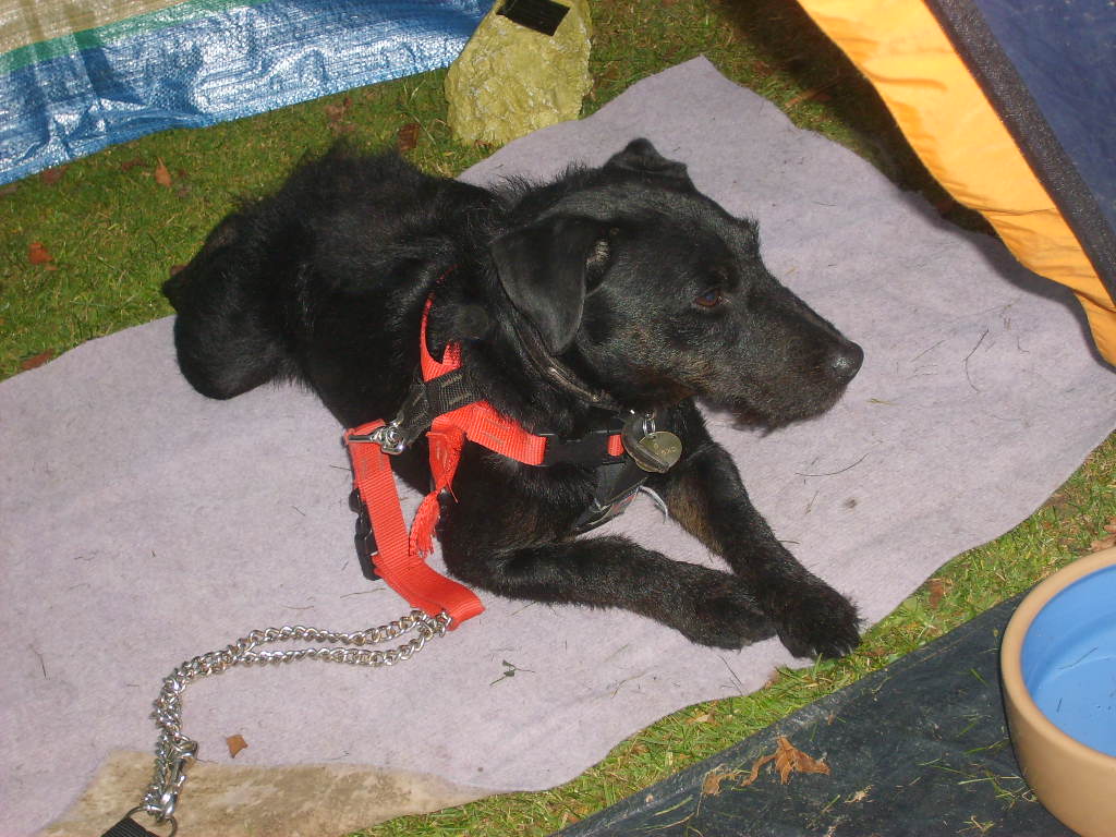 Buster resting at camp