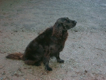 Black retriever