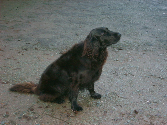 Black retriever