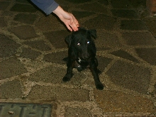 Patterdale terrier from rescue kennels